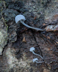 Mycena pseudocorticola
