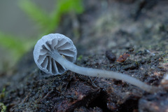 Mycena pseudocorticola