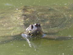 Graptemys ouachitensis