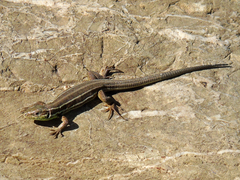 Lacerta strigata