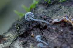 Mycena pseudocorticola