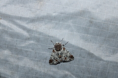 Harrisimemna trisignata