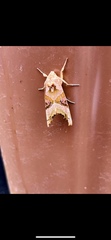 Phlogophora meticulosa