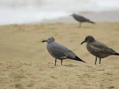 Leucophaeus modestus