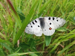 Parnassius apollo