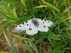 Parnassius apollo