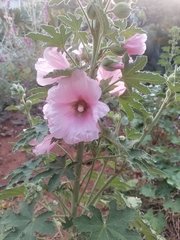 Alcea rosea