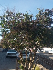Ligustrum