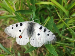 Parnassius apollo