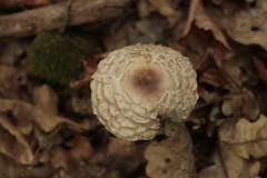 Chlorophyllum