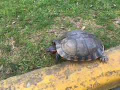 Trachemys dorbigni
