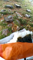 Trochalopteron morrisonianum