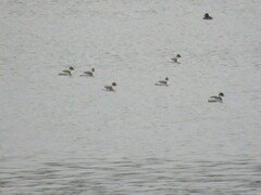 Podiceps occipitalis
