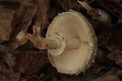 Chlorophyllum
