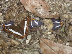 Adelpha