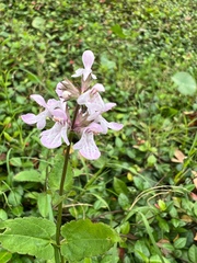 Stachys floridana