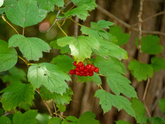 Viburnum opulus opulus