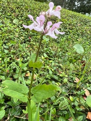 Stachys floridana