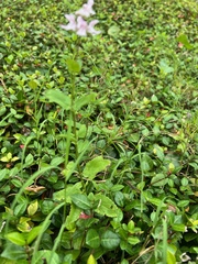 Stachys floridana