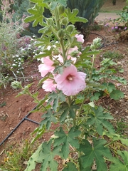 Alcea rosea