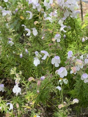 Conradina grandiflora
