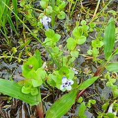Lindernia rotundifolia