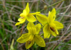 Cyanella lutea