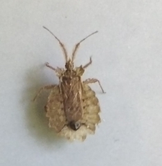 Phyllotingis eximia