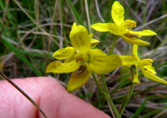 Cyanella lutea