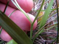 Cyanella lutea