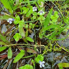 Lindernia rotundifolia