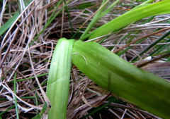 Cyanella lutea
