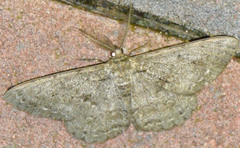 Hypomecis