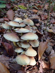 Hypholoma
