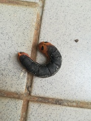 Daphnis nerii