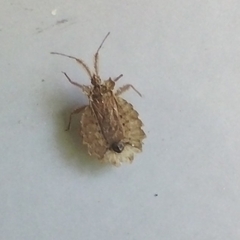 Phyllotingis eximia