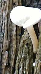 Clitocybe anisata