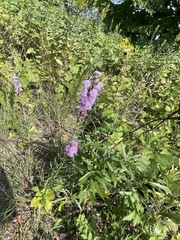 Liatris aspera