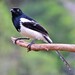 Magpie Tanager - Photo no rights reserved, uploaded by Hugo Hulsberg