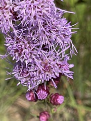 Liatris aspera