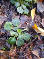 Saxifraga spathularis