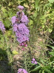 Liatris aspera