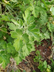 Chrysanthemum indicum