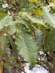 Quercus muehlenbergii