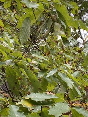 Quercus muehlenbergii