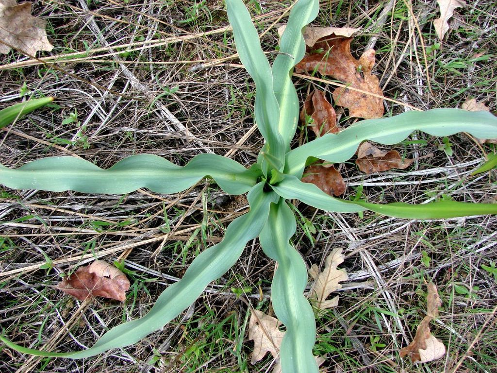 Wavy-leafed Soap (Chlorogalum pomeridianum) · iNaturalist