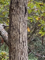 Quercus muehlenbergii