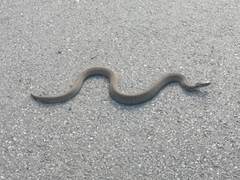 Natrix astreptophora