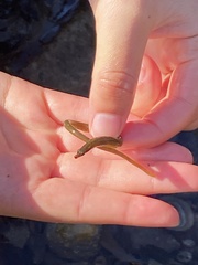 Nerophis lumbriciformis