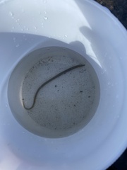 Nerophis lumbriciformis